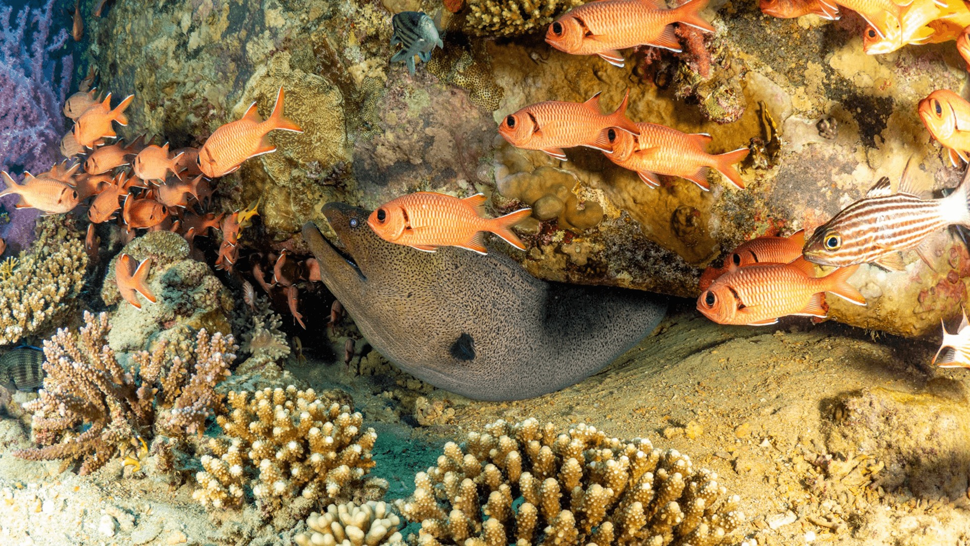 Liveaboard · Hidden Reef Day